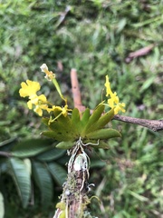 Erycina pumilio