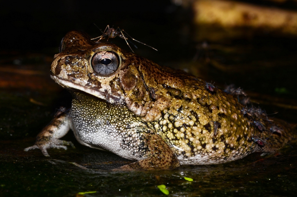 Merten's Striped Toad (Sclerophrys pusilla)