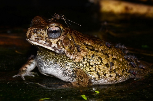 Eastern Flat-backed Toad