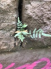 Pellaea atropurpurea