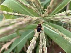 Aethecerinus wilsonii