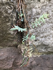 Pellaea atropurpurea