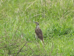 Sturnella magna auropectoralis