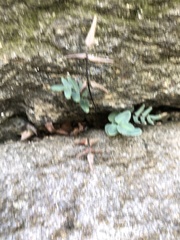 Pellaea atropurpurea