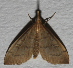 Metasia dicealis