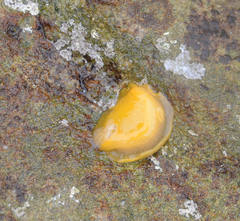 Doriopsilla albopunctata