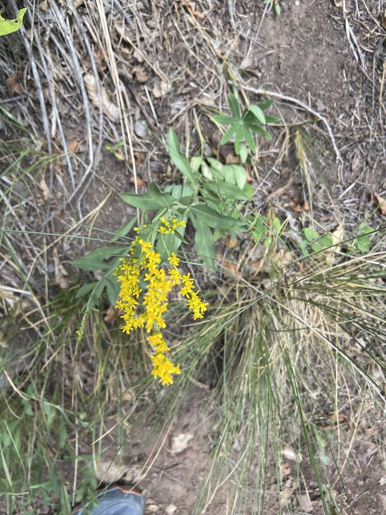 goldenrods from White River National Forest, Snowmass Village, CO, US