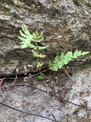 Woodsia obtusa