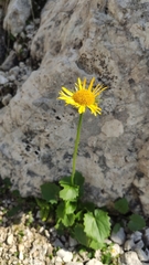 Doronicum clusii