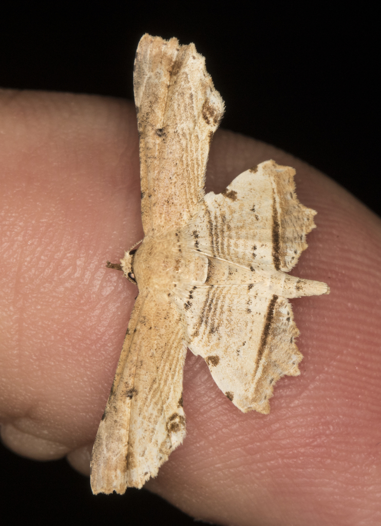 Oroscopa delicata