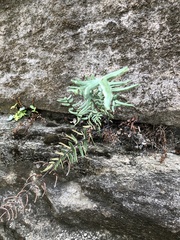 Pellaea atropurpurea