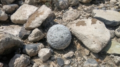 Mammillaria lasiacantha