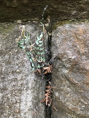 Pellaea atropurpurea