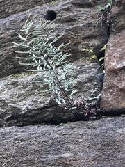 Pellaea atropurpurea