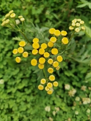 Tanacetum vulgare