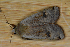Noctua pronuba