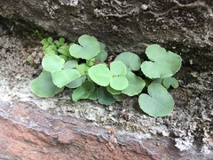 Pellaea atropurpurea