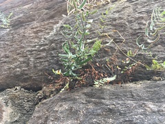 Pellaea atropurpurea