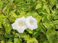 Calystegia sepium