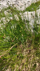 Oreojuncus monanthos