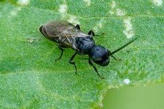 Pristepyris