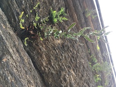 Pellaea atropurpurea