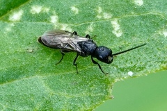 Pristepyris