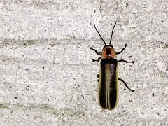 Photinus ignitus