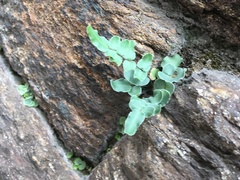 Pellaea atropurpurea