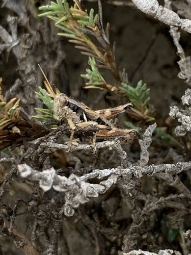 Margined Spur-throat Grasshopper