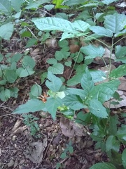 Ayenia dentata