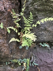 Woodsia obtusa