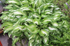 Hosta undulata