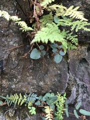 Pellaea atropurpurea