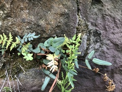 Pellaea atropurpurea