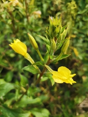 Oenothera rubricaulis