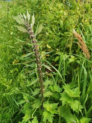 Leonurus quinquelobatus