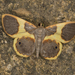Opisthoxia asopis - Photo (c) Steven Easley,  זכויות יוצרים חלקיות (CC BY-NC), הועלה על ידי Steven Easley