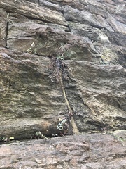 Pellaea atropurpurea