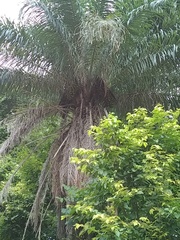 Cocoseae