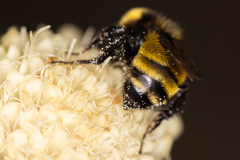 Bombus zonatus