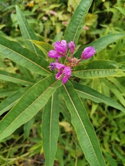 Chamaenerion angustifolium