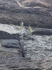 Pellaea atropurpurea