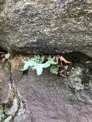 Pellaea atropurpurea