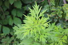 Artemisia princeps