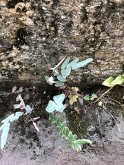 Pellaea atropurpurea