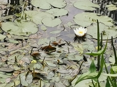 Nymphaea candida