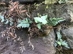 Pellaea atropurpurea