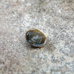 Ancylus fluviatilis