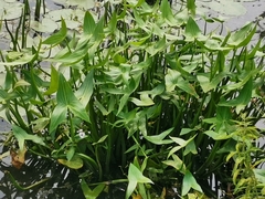 Sagittaria sagittifolia